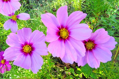 Blüten