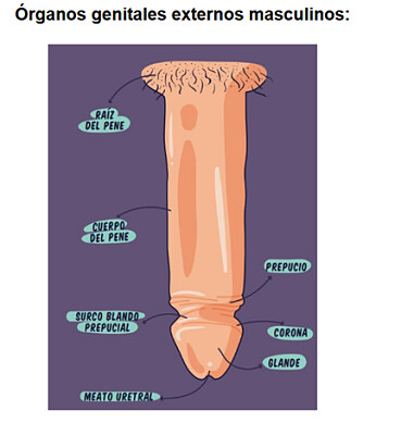 GENITALES EXTERNOS MASCULINOS