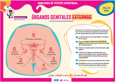 GENITALES EXTERNOS FEMENINOS