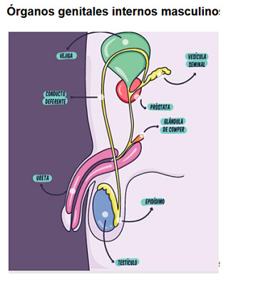 ORGANOS GENITALES INTERNOS MASCULINOS