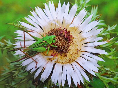 Silberdistel