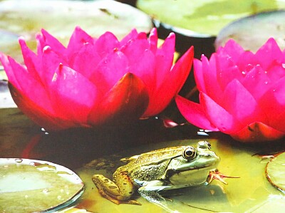 Lotusblüte
