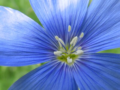 Blüte