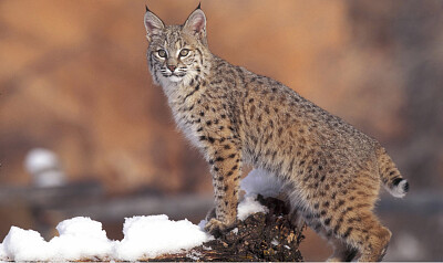 Gato Montes