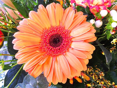 Blüte