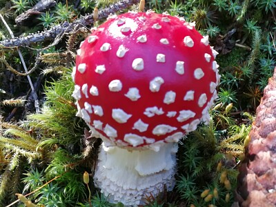 Fliegenpilz