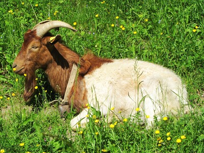 Ziege