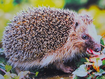 Igel