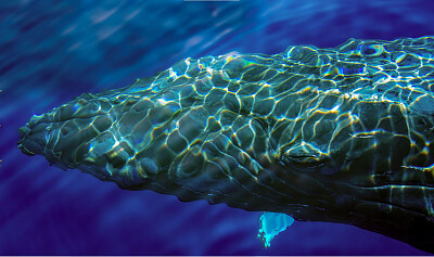 Cabeza de Ballena