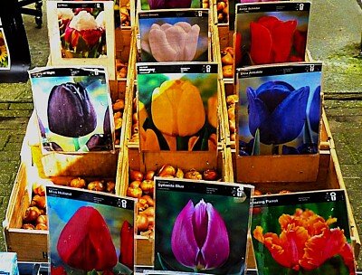 Tulpen aus Amsterdam