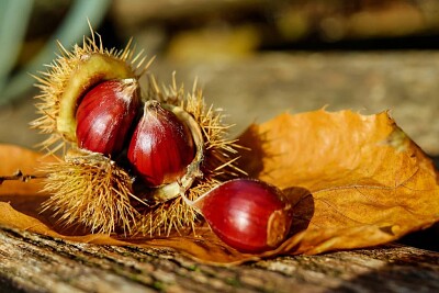 castane
