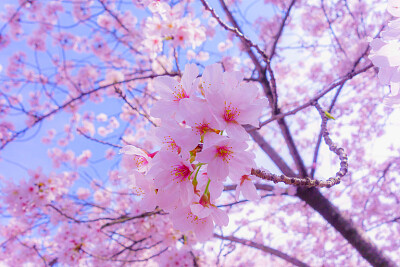 CEREZO