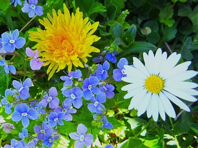 Blüten