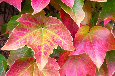 Herbstblätter