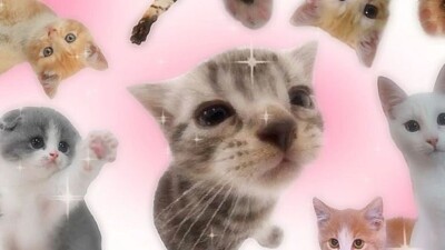 Gato cute