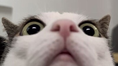 Gato