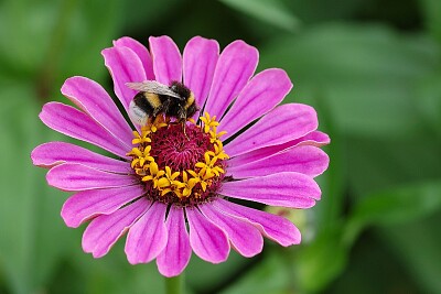 zinnia