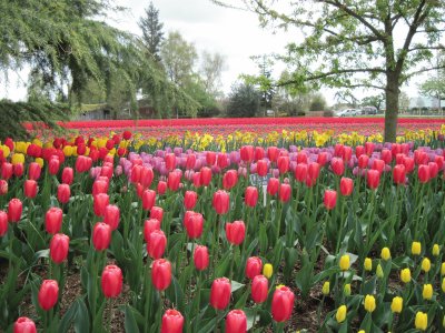 Tulips