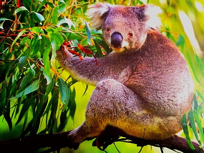 Koala-Bär