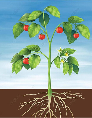 partes de una planta
