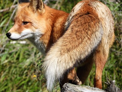 vulpe
