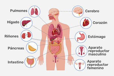 ÓRGANOS DEL CUERPO