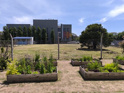 Plantas de la Huerta Escolar2
