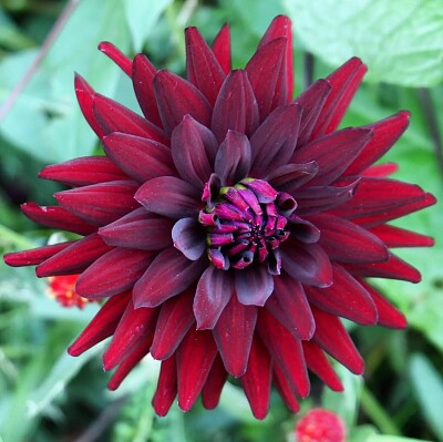 Flor roja