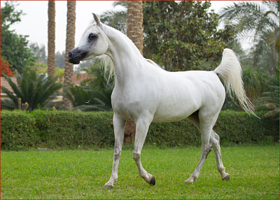 حصان مصري 2