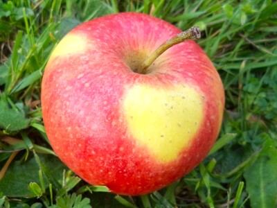 Apfel