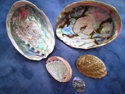 Paua-Muscheln