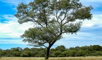 quebracho colorado