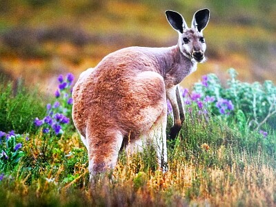 Känguruh