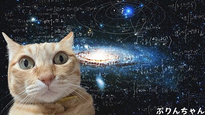 Gato tonto
