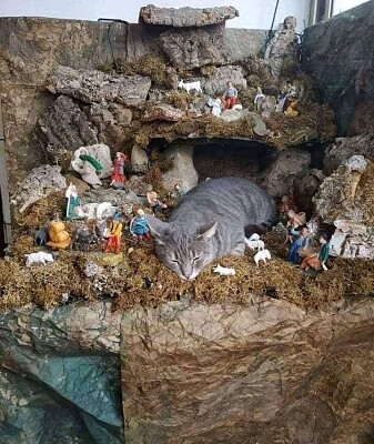 gato