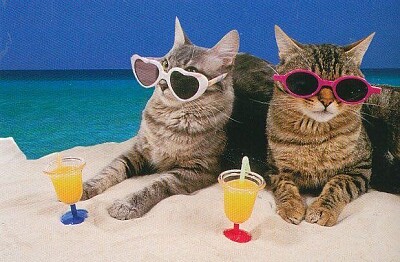 Gatos de vacaciones