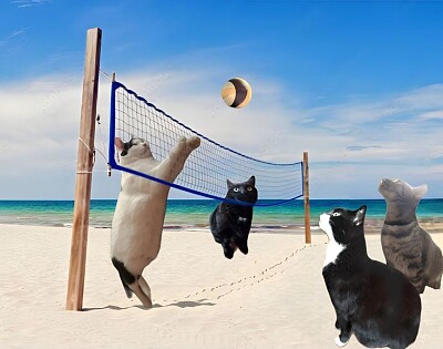 Volleycats