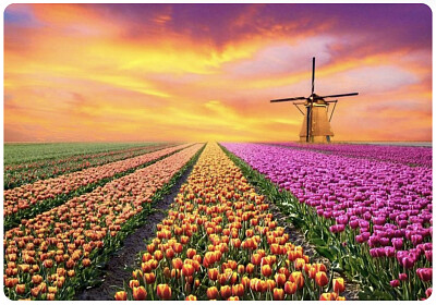 Champ de tulipes à perte de vue aux Pays-Bas