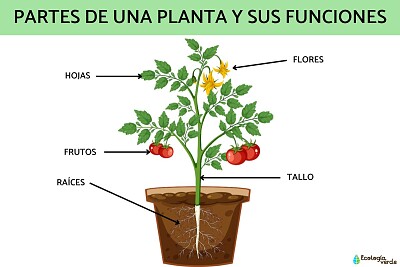Partes de la planta