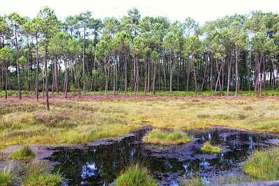 Les Tourbières de Mees