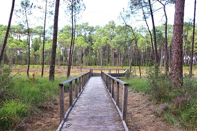 Les Tourbières de Mees