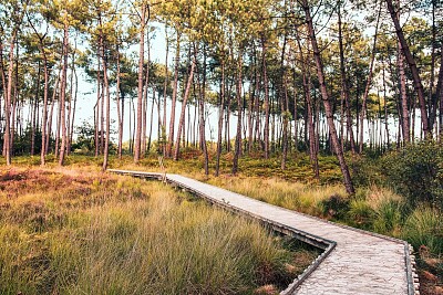 Les Tourbières de Mees