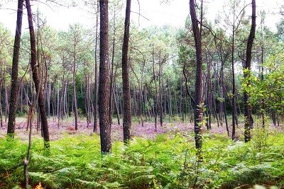 Les Tourbières de Mees