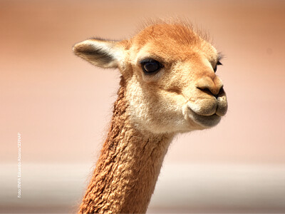 Rompecabezas de una Vicuña