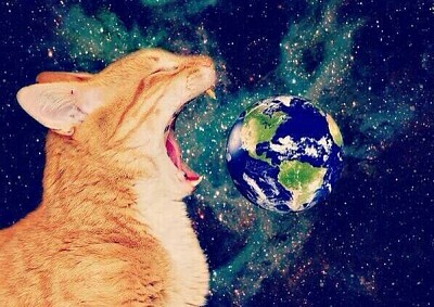 Gato come el mundo