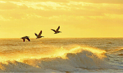 Pelicanos en Vuelo