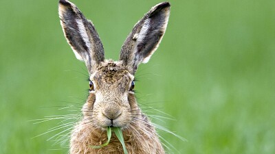 Brown Hare