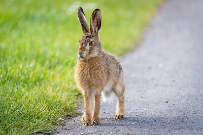 Brown Hare