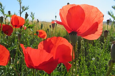 Mohn