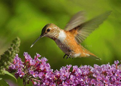 Beija-Flor jigsaw puzzle